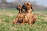 RODESIAN RIDGEBACK 113